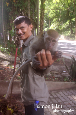 pet macaque