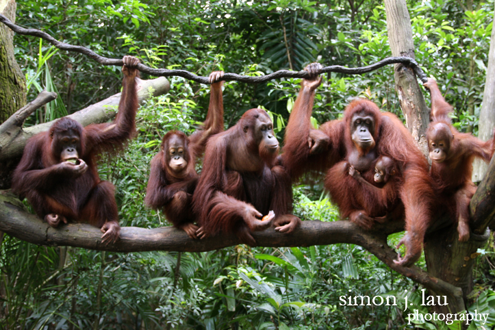 a photography of a family of orangutans