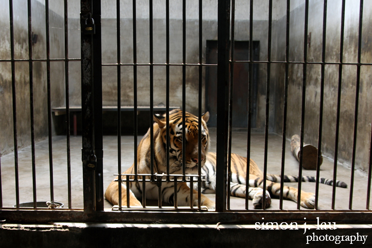 a photography of the tiger exhibit in the beijing zoo