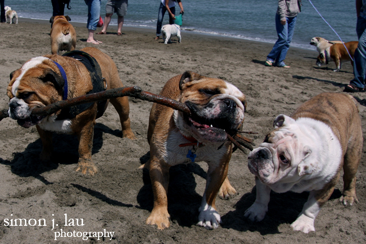 a photography of bulldogs at crissy fields