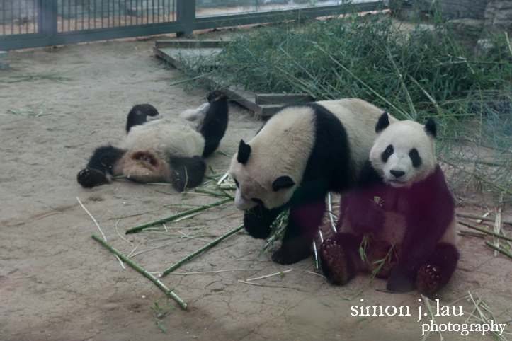 a photography of panadas at the beijing zoo