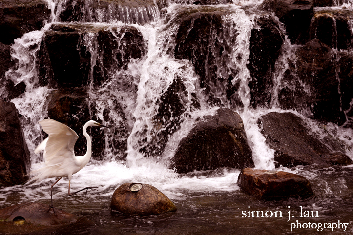 a photograph of a crane eating minnows in Seoul