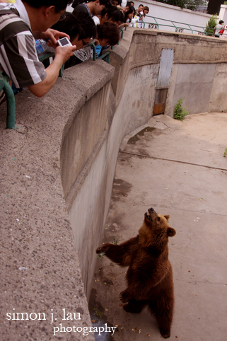 a photograph of a bear drinking coke