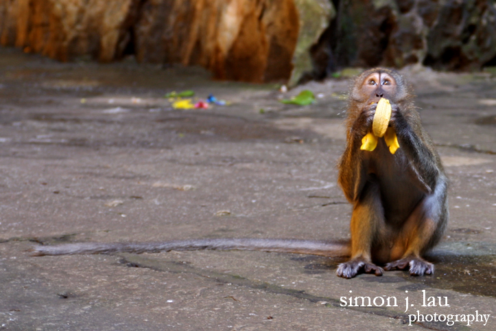 a night photograph of a monkey eating a banana at batu caves