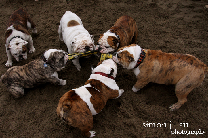 a night photograph of bulldogs playing at crissy fields in san francisco