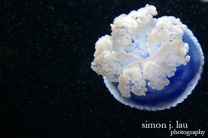 a night photograph of a jellyfish at the monterey bay aquarium